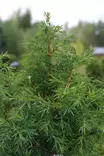 Juniperus communis 'Hibernica' - Katajat - 105034 - 1