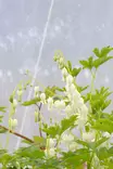 Lamprocapnos spectabilis 'Alba' - Muut perennat - 101214 - 1