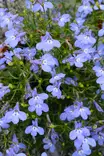 Lobelia erinus pendula - Muut kesäkukat - 101614 - 2