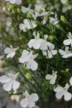 Lobelia erinus pendula - Muut kesäkukat - 101614 - 3