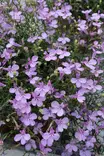 Lobelia erinus pendula - Muut kesäkukat - 101614 - 1