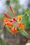 Lonicera x brownii 'Dropmore Scarlet' - Muut Köynnökset - 100864 - 1