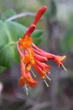 Lonicera x brownii 'Dropmore Scarlet' - Muut Köynnökset - 100864 - 2