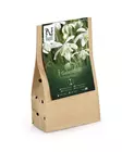 Lumikello 'Flore Pleno', kukkasipuli - Kukansipulit ja -mukulat - 105044 - 1