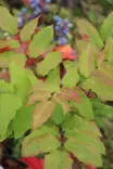 Mahonia aquifolium - Muut koristepensaat - 100104 - 1