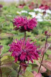 Monarda didyma Bee-True 'Mon0005btr'PBR - Muut perennat - 104904 - 1