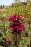 Monarda didyma Bee-True 'Mon0005btr'PBR - Muut perennat - 104904 - 2