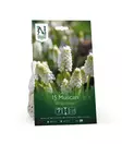 Muscari 'White Magic' sipulipussi - Kukansipulit ja -mukulat - 105054 - 1