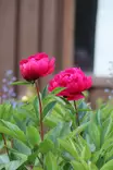 Paeonia lactiflora 'Kansas' - Pionit - 101544 - 2