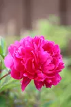 Paeonia lactiflora 'Kansas' - Pionit - 101544 - 1