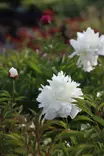 Paeonia lactiflora 'Shirley Temple' - Pionit - 101554 - 1