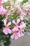 Pelargonium peltatum - Pelargonit - 101634 - 1