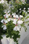 Pelargonium peltatum - Pelargonit - 101634 - 2