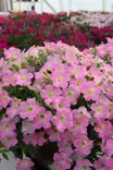 Petunia 'Itsy' Pink, Magenta, Purple - Muut kesäkukat - 103354 - 1