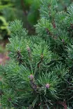 Pinus mugo 'Mops' - Männyt - 103534 - 1