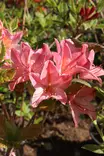 Rhododendron 'Chanel' - Atsaleat - 103674 - 1