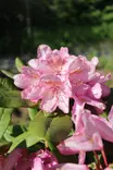 Rhododendron 'Eija' - Alppiruusut - 100224 - 1