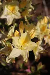 Rhododendron 'Lemon Lights' - Atsaleat - 100274 - 1
