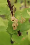 Ribes rubrum 'Lepaan valkea' - Herukkapensaat - 100604 - 1