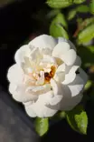 Rosa 'J.P. Connell' - Pensasruusut - 100454 - 1