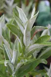 Salix candida 'Jefberg' - Muut koristepensaat - 104744 - 1