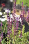 Salvia x sylvestris ’Blaukönigin' - Muut perennat - 103054 - 1