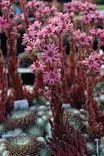 Sempervivum 'Koko Flanel' - Kivikko- maanpeiteperennat - 101104 - 1