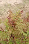 Sorbaria sorbifolia 'Levgreen' FE - Muut koristepensaat - 102944 - 1