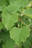 Tilia cordata 'Ahonen' - Muut puut - 104774 - 1