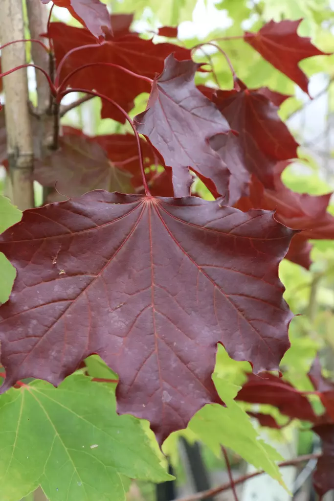 Acer platanoides 'Faassen's Black' - Vaahterat - 103404 - 1