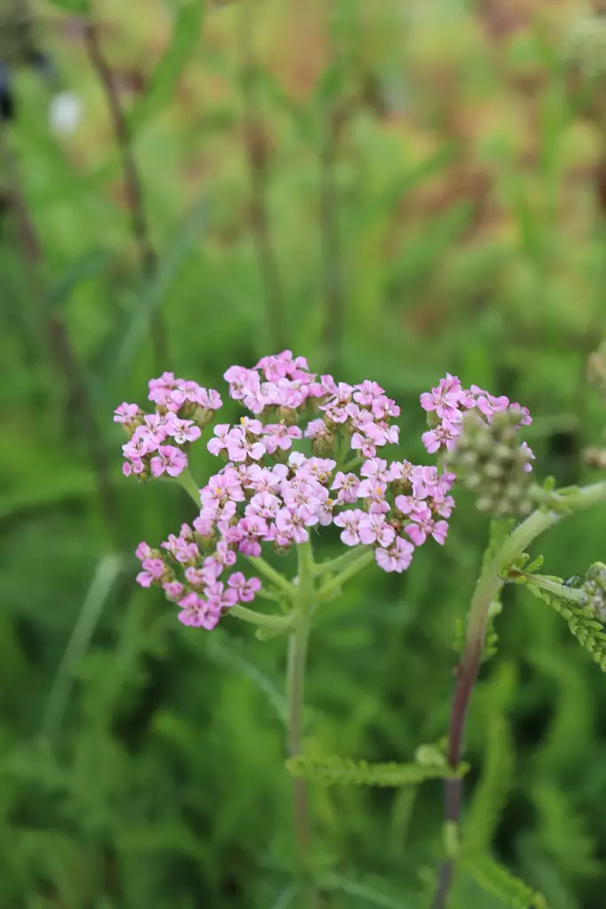 Achillea millefolium 'Colorado' - Muut perennat - 104974 - 1