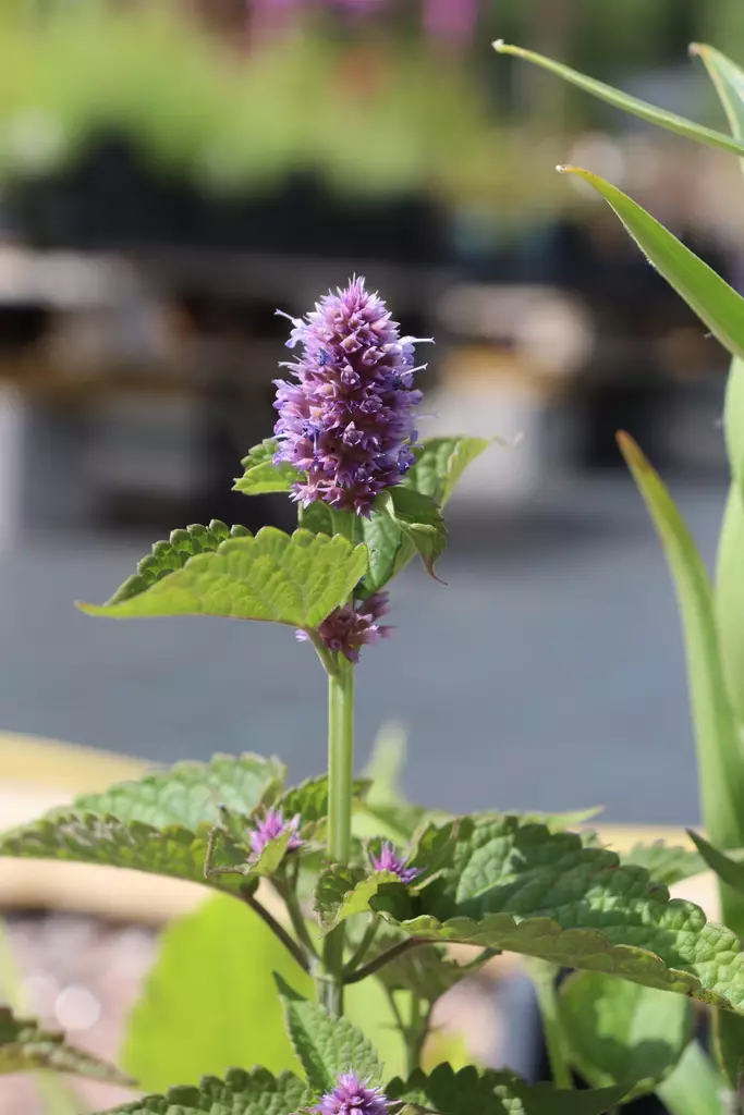 Agastache rugosa - Muut perennat - 103004 - 1
