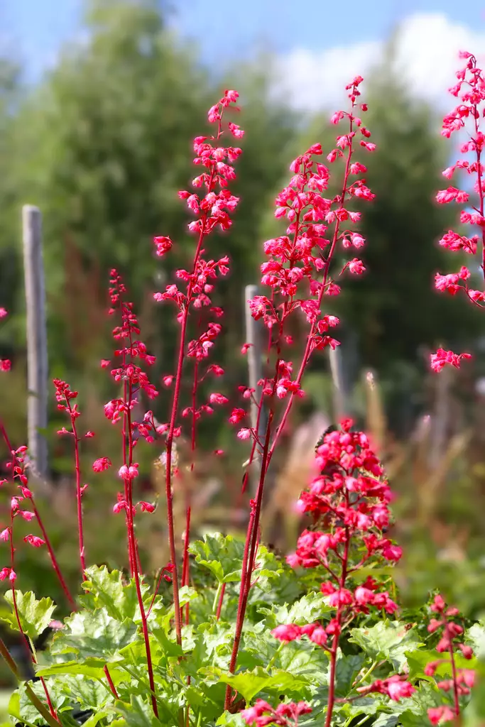 Heuchera hybr. 'Paris' - Keijunkukat - 103834 - 1