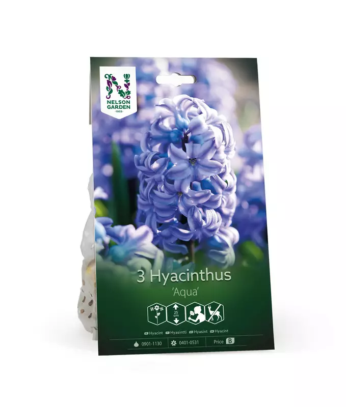 Hyasintti 'Aqua' - Kukansipulit ja -mukulat - 105074 - 1