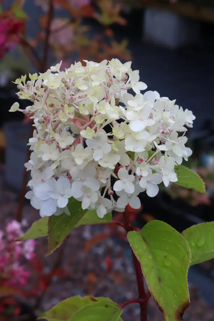 Hydrangea paniculata 'LCNO14' - Hortensiat - 104224 - 1