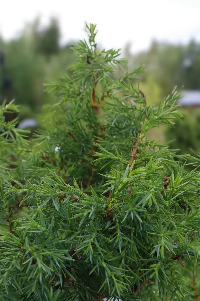 Juniperus communis 'Hibernica' - Katajat - 105034 - 1