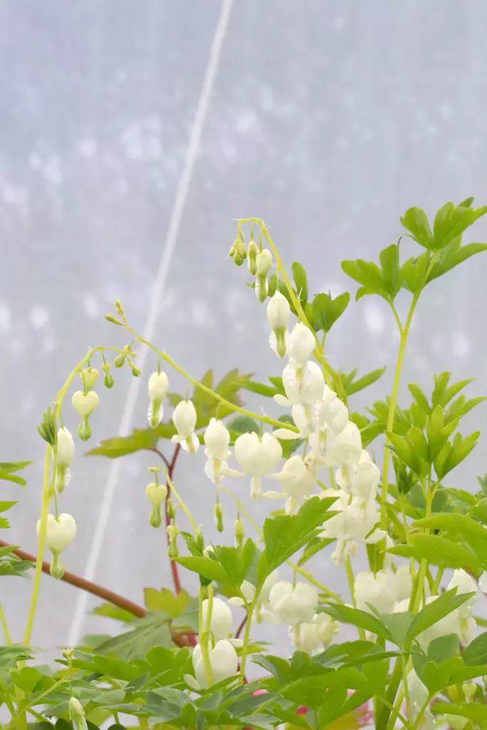 Lamprocapnos spectabilis 'Alba' - Muut perennat - 101214 - 1