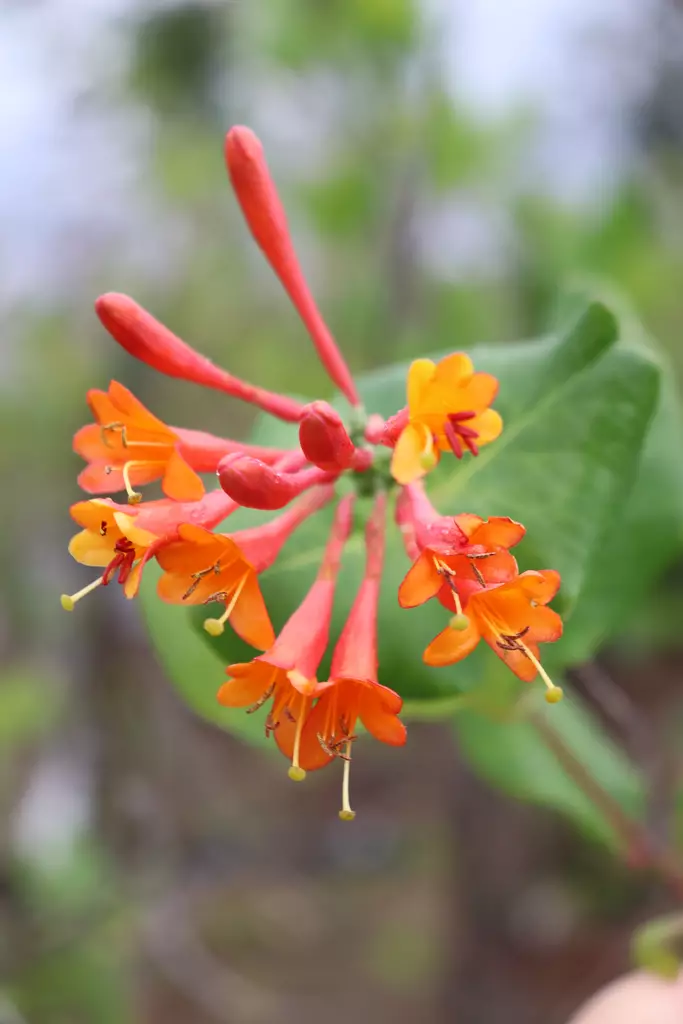 Lonicera x brownii 'Dropmore Scarlet' - Muut Köynnökset - 100864 - 1