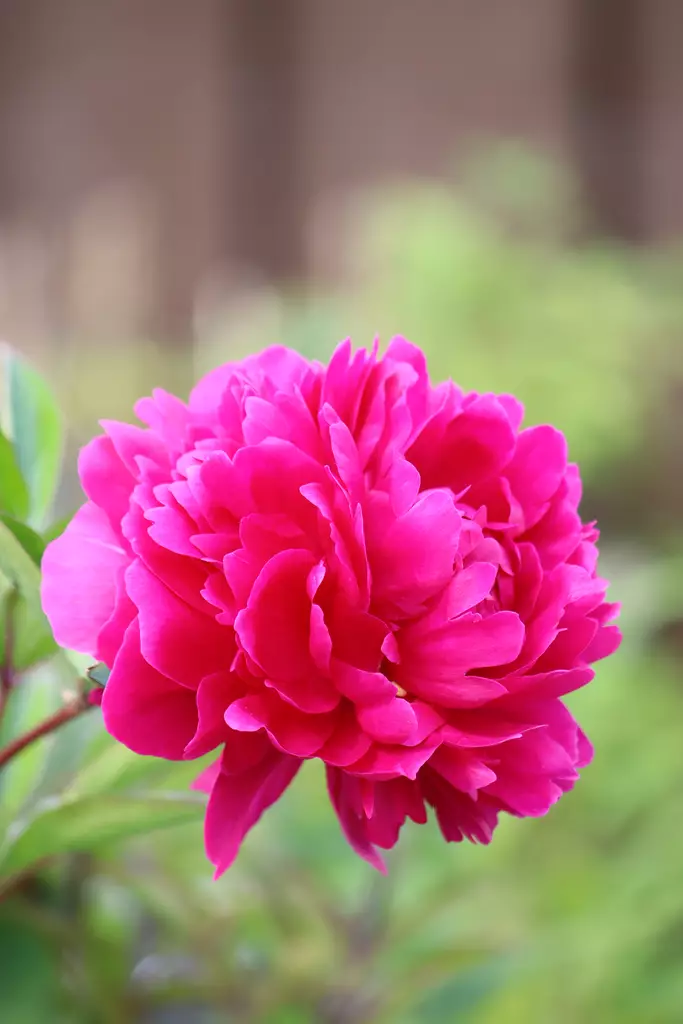 Paeonia lactiflora 'Kansas' - Pionit - 101544 - 1