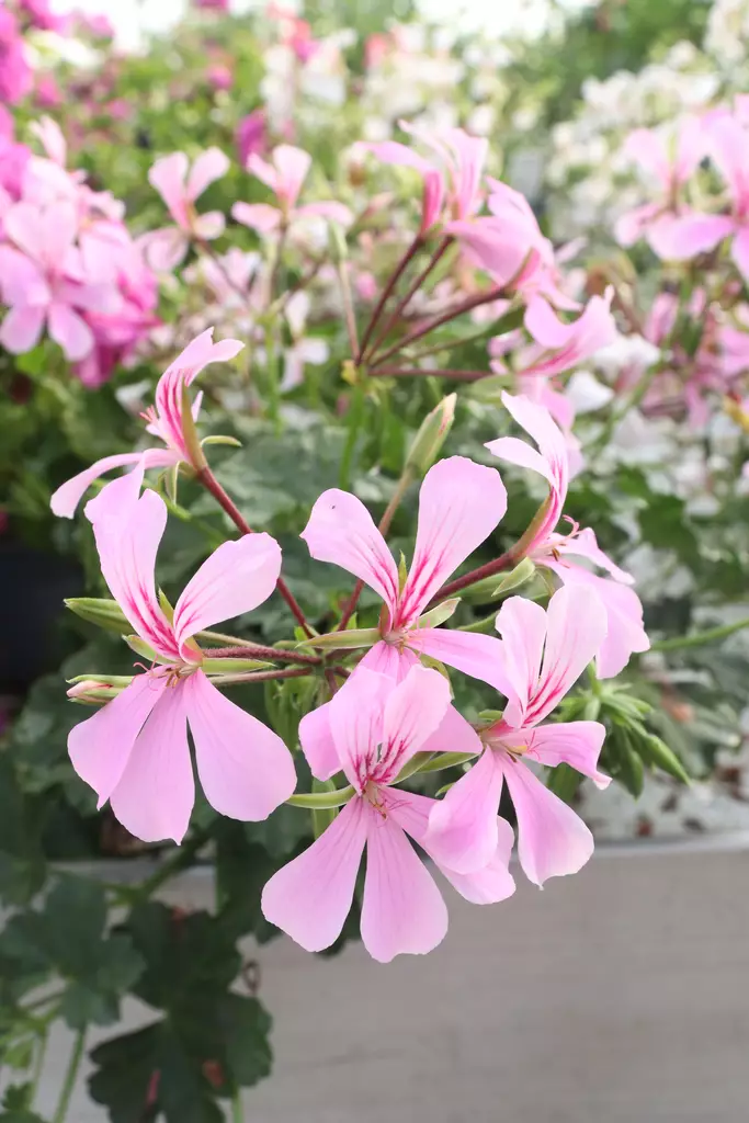 Pelargonium peltatum - Pelargonit - 101634 - 1