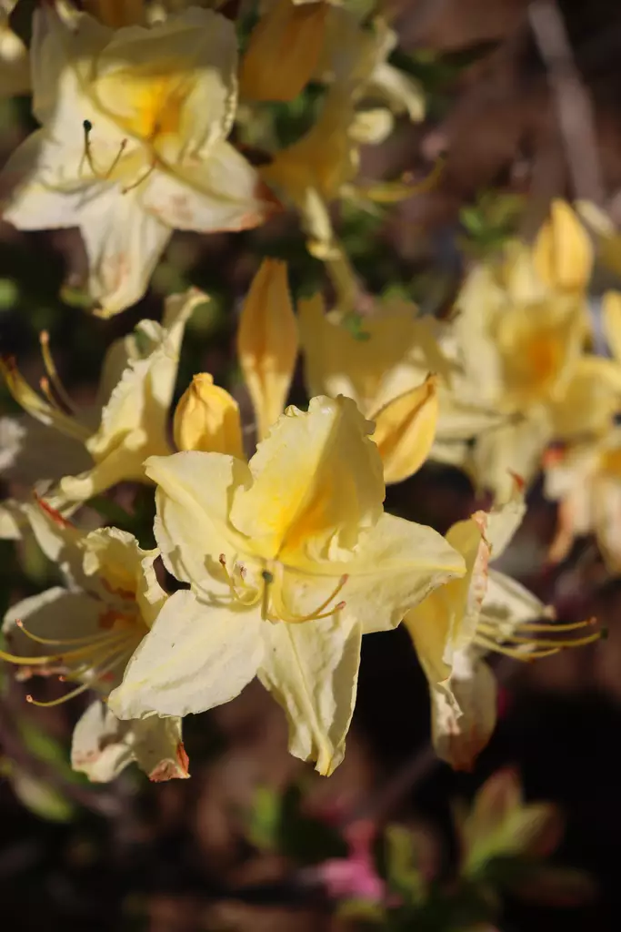 Rhododendron 'Lemon Lights' - Atsaleat - 100274 - 1