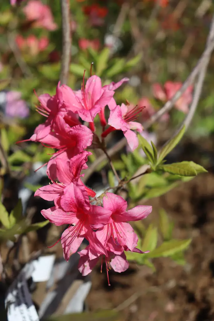 Rhododendron 'Rosy Lights' - Atsaleat - 103634 - 1