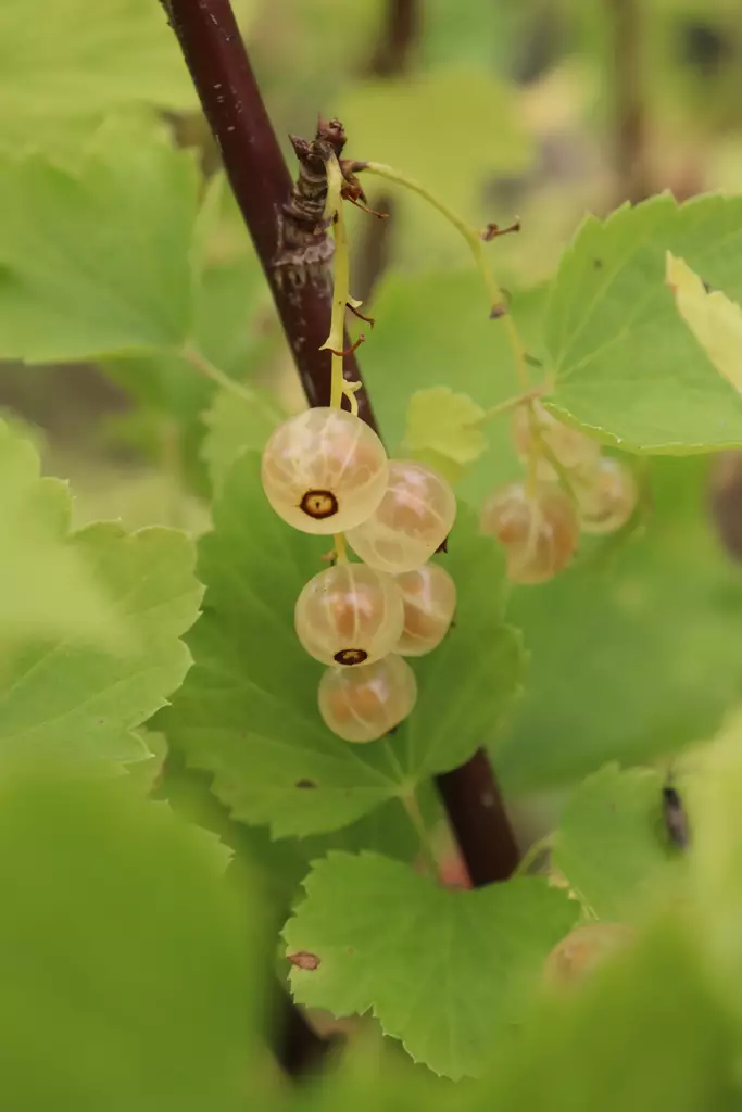 Ribes rubrum 'Lepaan valkea' - Herukkapensaat - 100604 - 1