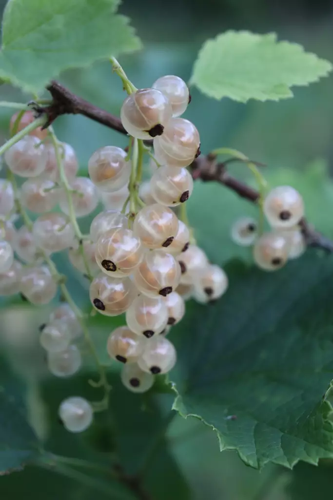 Ribes rubrum 'Valkoinen suomalainen' - Herukkapensaat - 102684 - 1