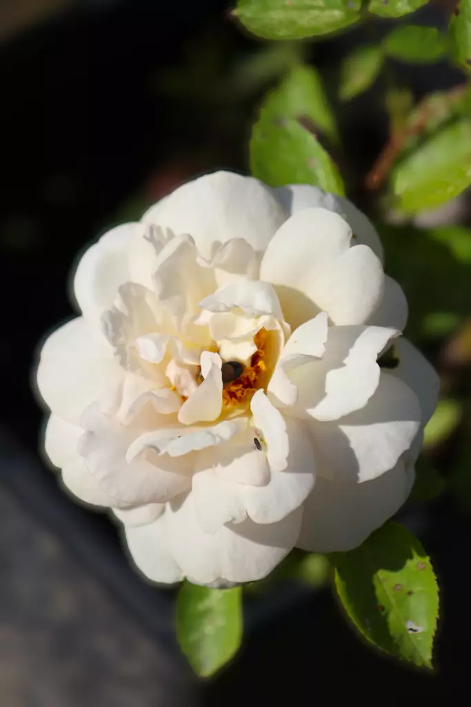 Rosa 'J.P. Connell' - Pensasruusut - 100454 - 1