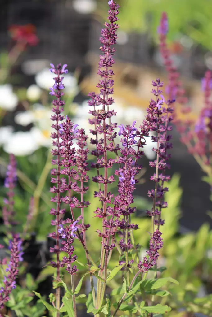 Salvia x sylvestris ’Blaukönigin' - Muut perennat - 103054 - 1