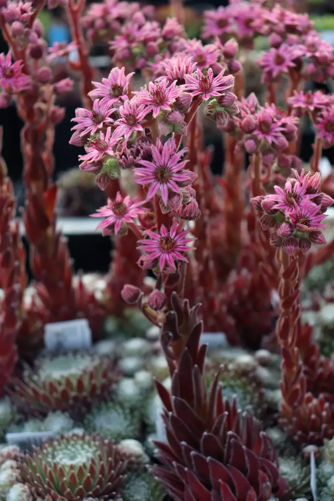 Sempervivum 'Koko Flanel' - Kivikko- maanpeiteperennat - 101104 - 1