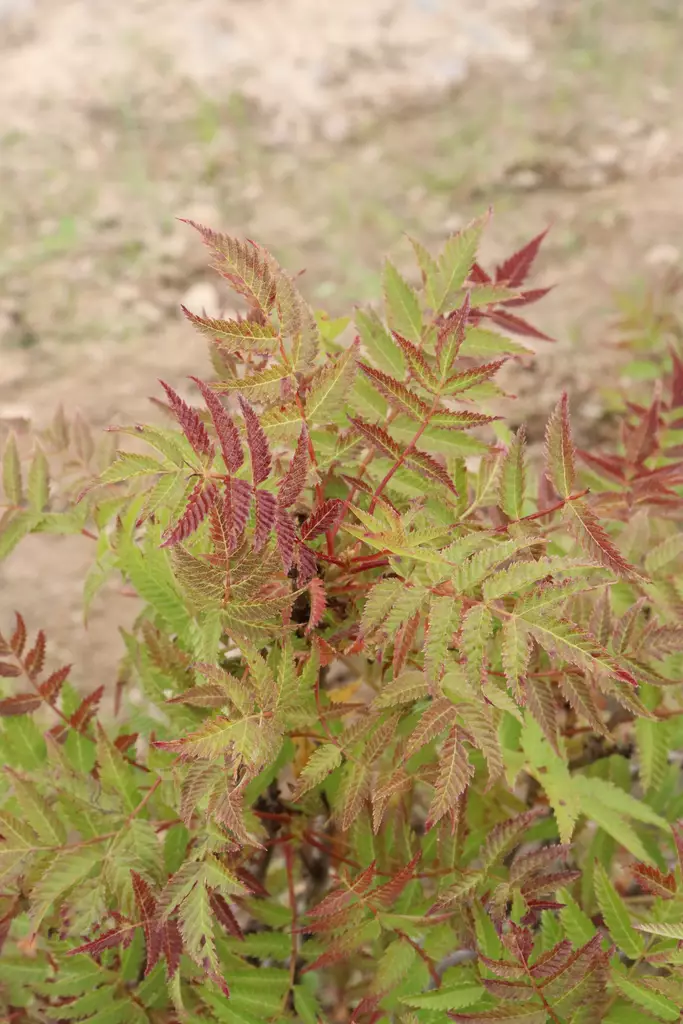 Sorbaria sorbifolia 'Levgreen' FE - Muut koristepensaat - 102944 - 1