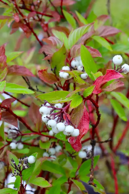 Cornus sericea 'Bailadeline' Firedance™ - Kanukat - 102605 - 1