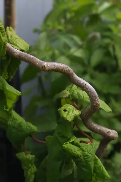 Corylus avellana 'Contorta' - Muut koristepensaat - 100035 - 1